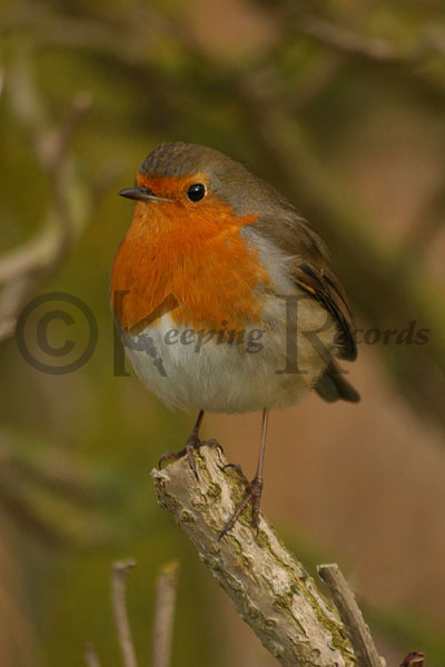 Robin 